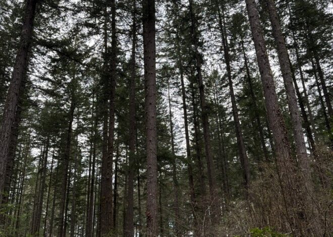 Spaceballs the Cache — Geocache of the Week – Official Blog